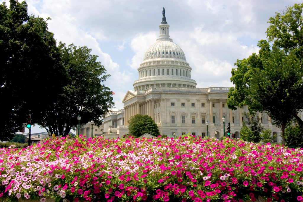 U.S. Capitol with iconic dome framed by green trees and vibrant pink-white flower bed in foreground under clear sky