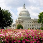 U.S. Capitol with iconic dome framed by green trees and vibrant pink-white flower bed in foreground under clear sky