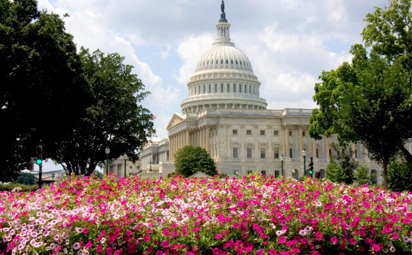 U.S. Capitol with iconic dome framed by green trees and vibrant pink-white flower bed in foreground under clear sky
