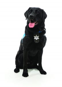 Black Labrador retriever sits on a white studio background wearing a blue service-dog harness, collar, and star-shaped identification badge, with folded ears, visible paws, open mouth, and upright posture highlighted by even lighting and soft floor shadows