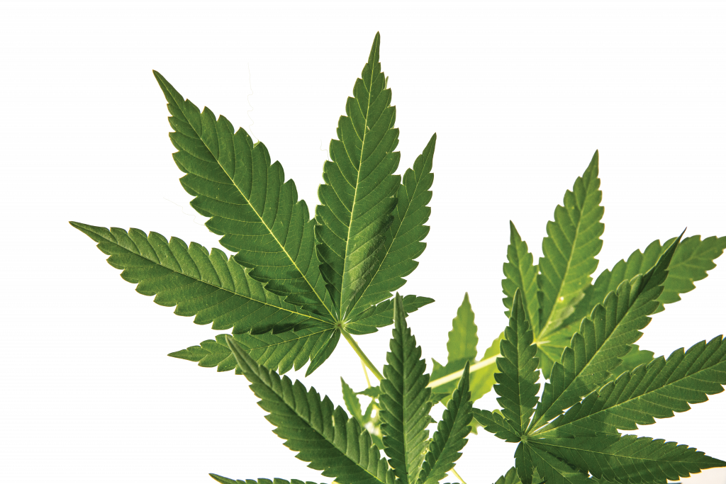 Close-up of multiple green cannabis leaves with serrated edges and visible veins, arranged on a clean white background for botanical clarity