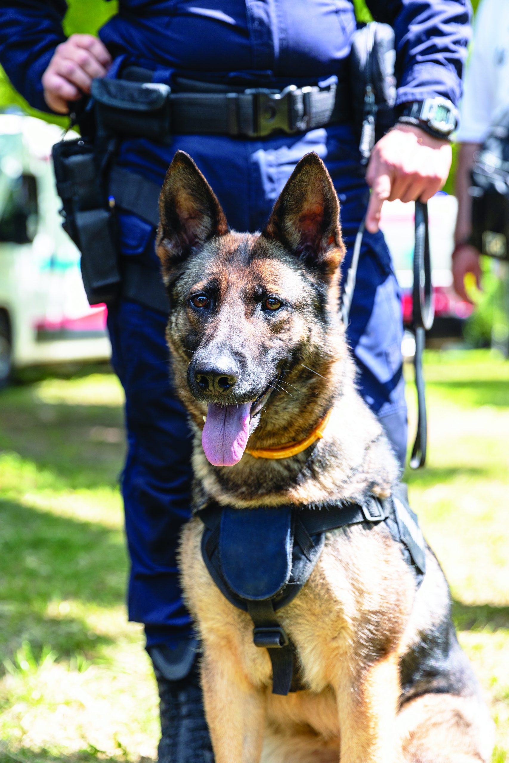 Police Dog K9 Canine German Shepherd With Policeman In Uniform On Duty 