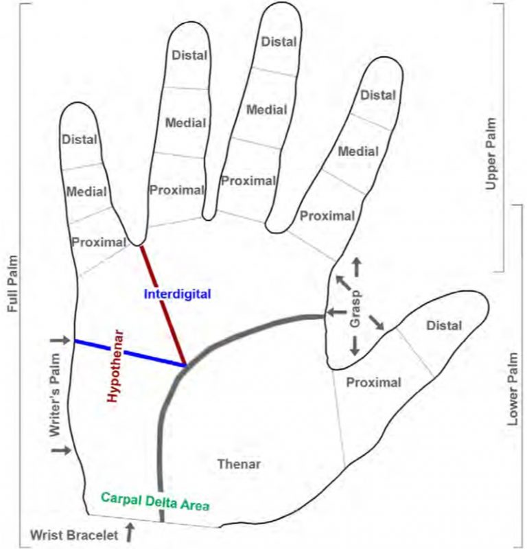 What Police Officers Need to Know About Palm Prints Police Chief Magazine